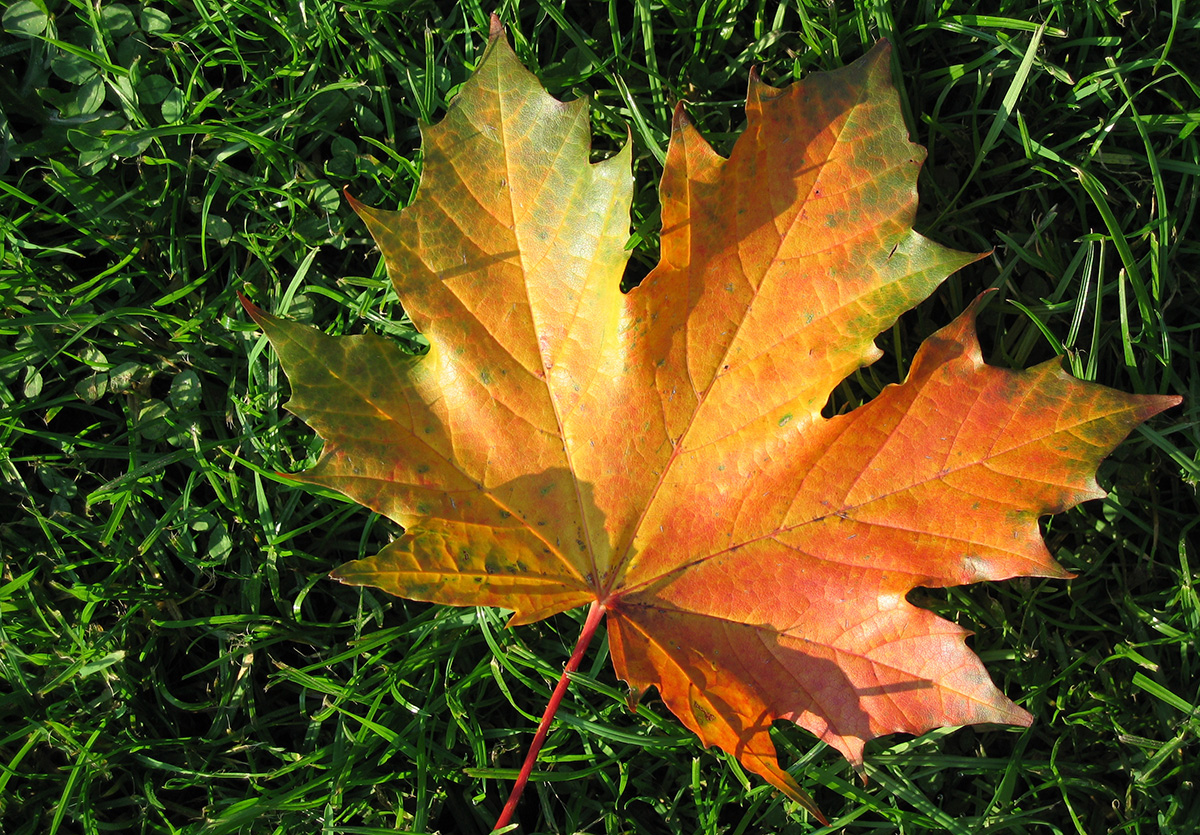 leaf on grass